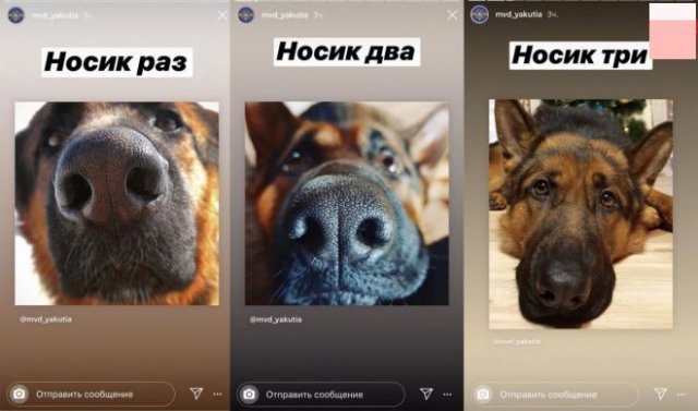 Собаки, котики: пресс служба МВД изменила подачу материала (7 фото)