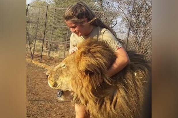 В ЮАР львы растерзали 21-летнюю девушку (5 фото)