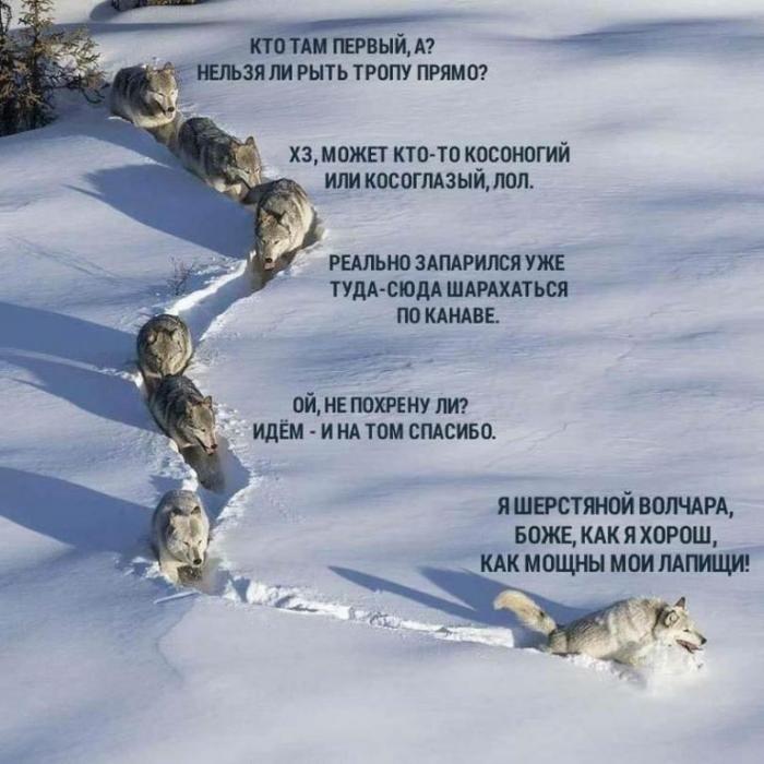 «Шерстяной волчара» из знаменитого мема оказался волчицей (10 фото)