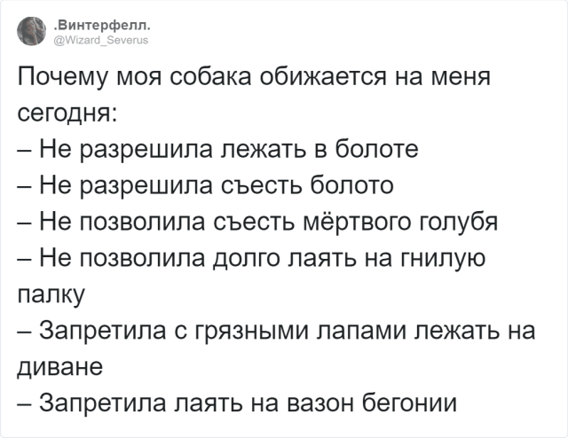 "За что на меня обиделась собака?": забавный флешмоб (12 скриншотов)