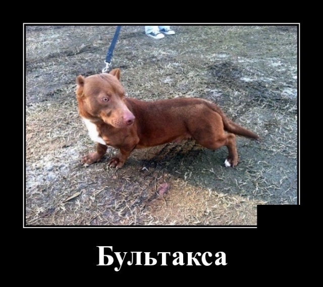 Демотиваторы №2313 (20 фото)