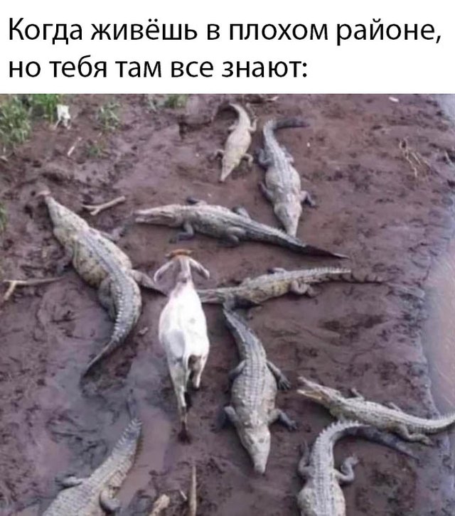 Подборка прикольных фото №2324 (63 фото)