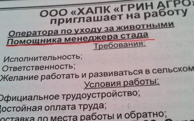 Необычные и забавные вакансии (15 фото)