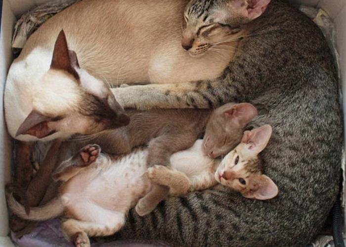 Кошачьи семьи в фотографиях (12 фото)