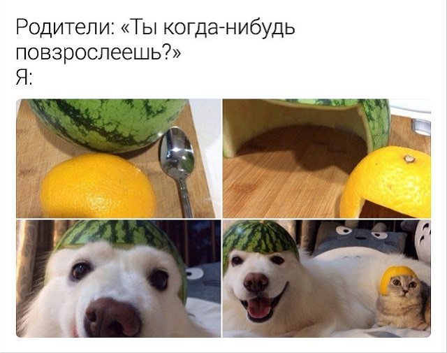 Когда надоели назойливые вопросы, на помощь приходит юмор (16 фото)