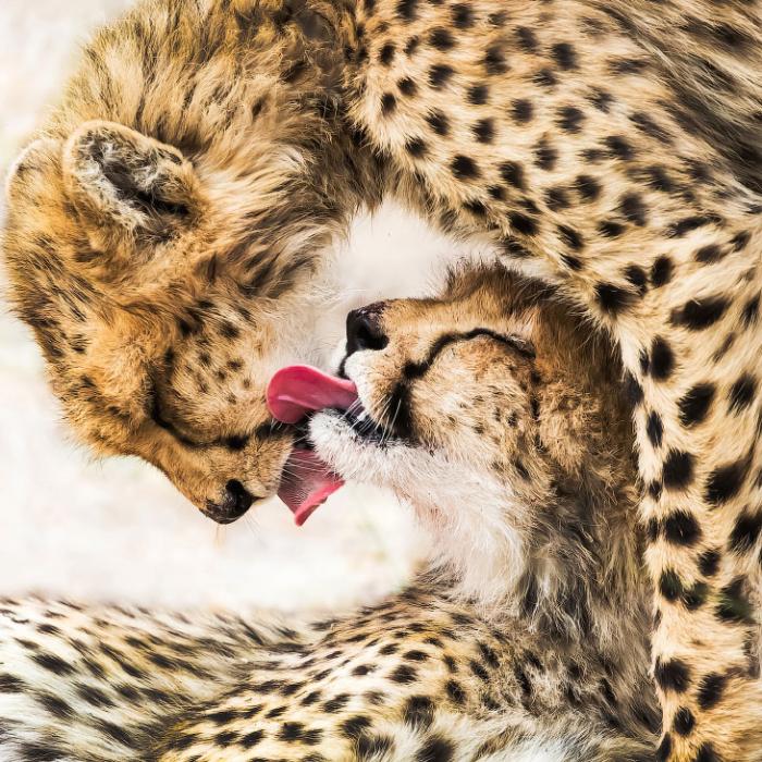 Очередная порция конкурса Sony World Photography Awards (10 фото)