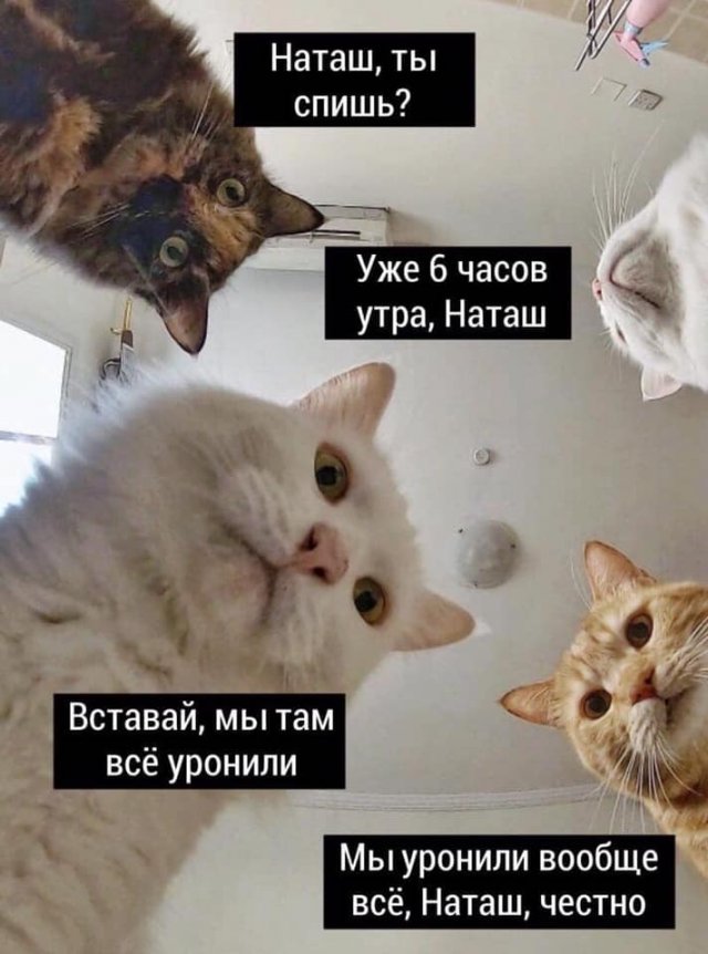 Печенеги, половцы, слабый рубль - что волнует котов и Наташу (14 фото)