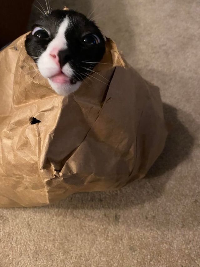 Коты, которые на дают грустить своим хозяевам (16 фото)