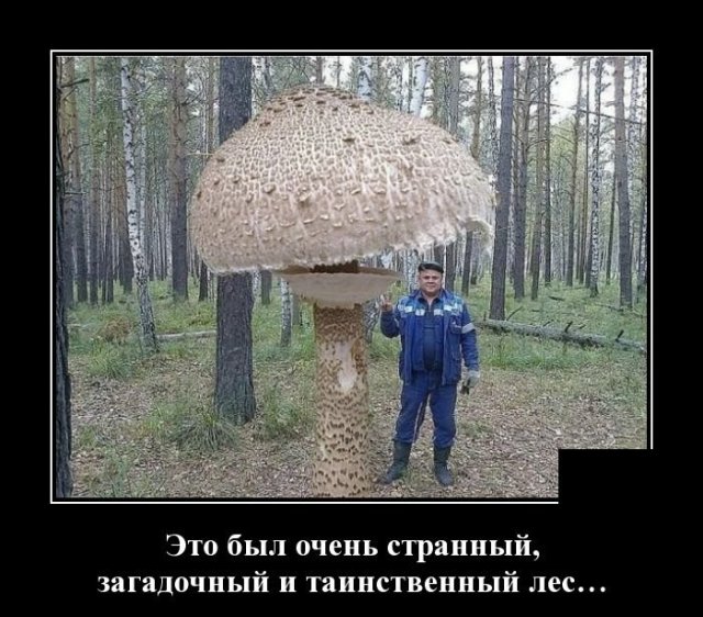 Демотиваторы (20 фото)
