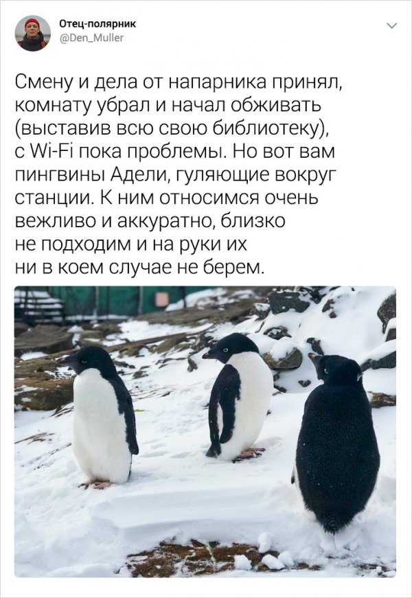 Подборка интересных твитов от полярника (25 фото)