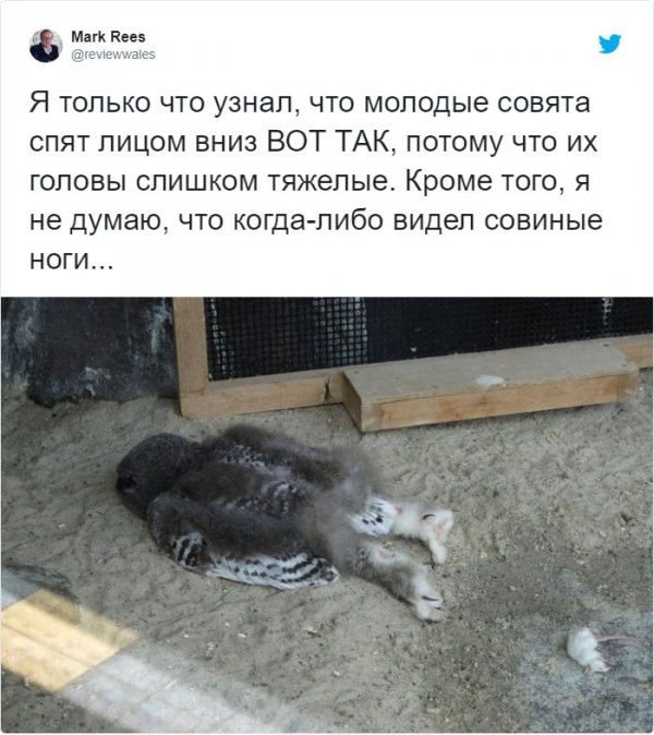 Сенсационное открытие: пользователи узнали, как спят совята (10 фото)