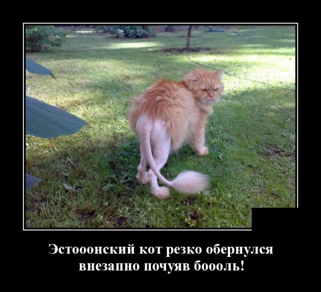 Демотиваторы (20 фото)