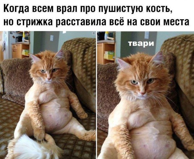 Подборка прикольных фото №2416 (71 фото)