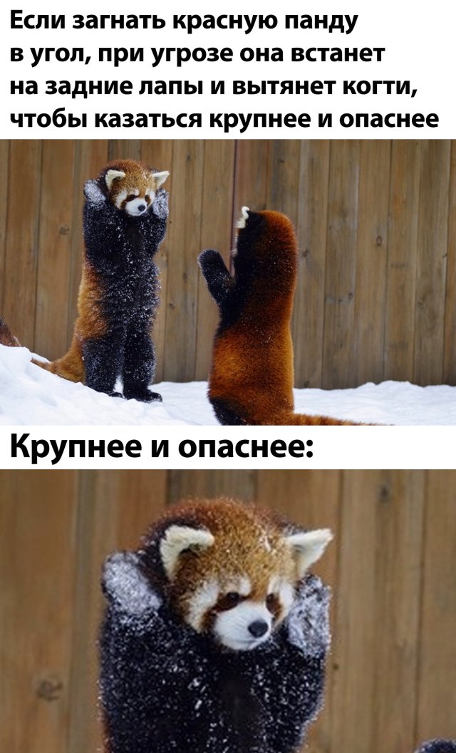 Подборка прикольных фото №2420 (65 фото)