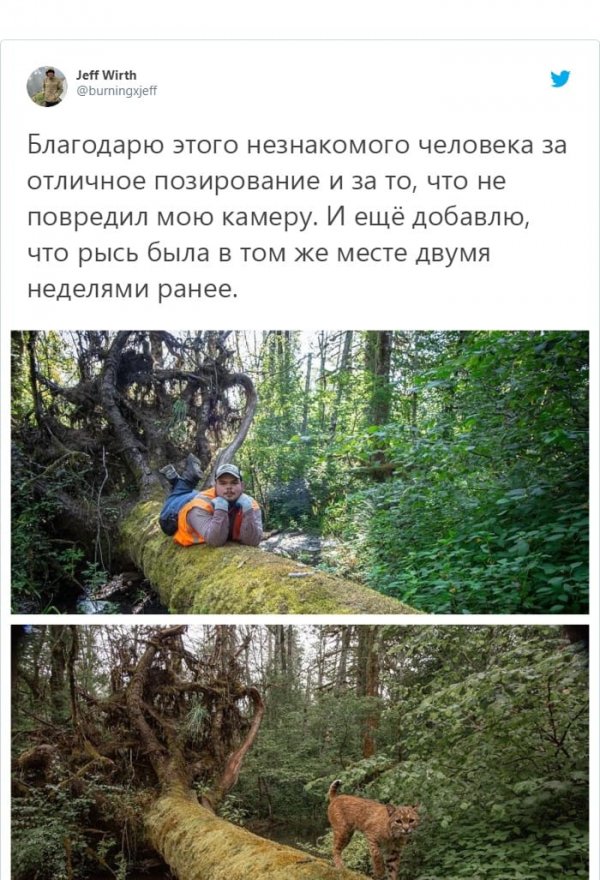 Фотограф поставил фотоловушку, чтобы запечатлеть рысь (5 фото)