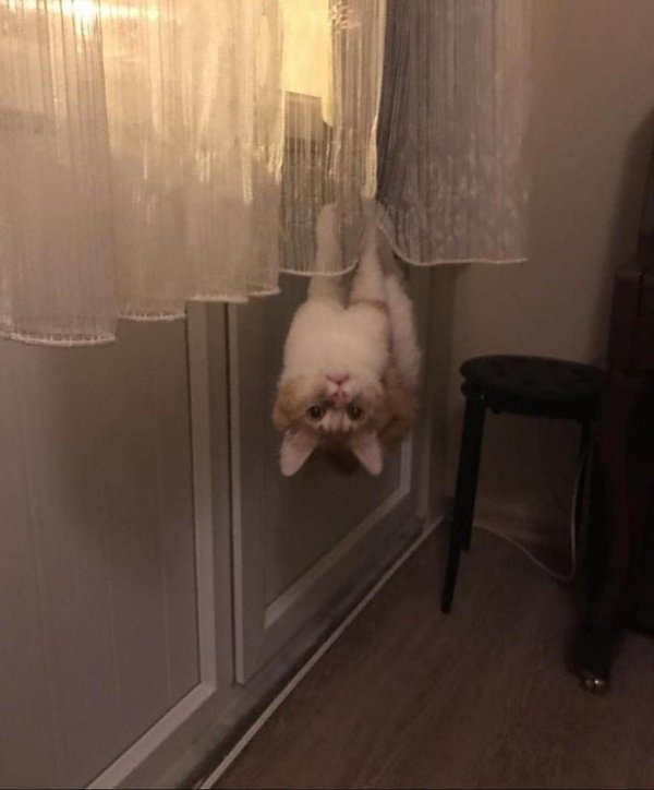 Коты, над которыми не властны законы физики (16 фото)