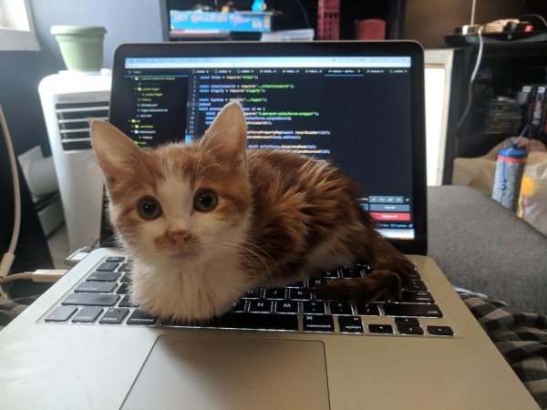 Коты, над которыми не властны законы физики (16 фото)