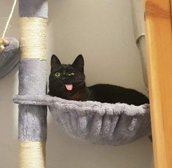 Забавные коты, у которых сбились заводские настройки (19 фото)