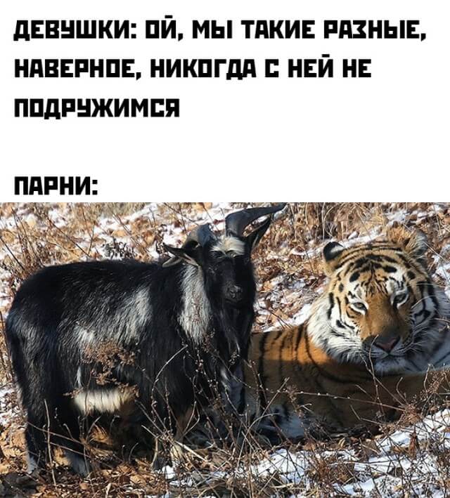 Подборка прикольных фото (65 фото)