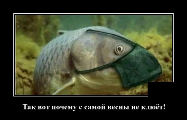Демотиваторы №2449 (20 фото)