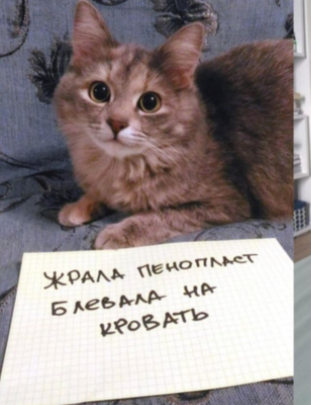 Пользователи рассказали, в чем провинились их коты (15 фото)