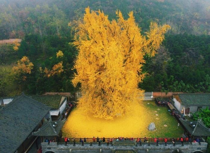 1400-летнее дерево гинкго (3 фото)