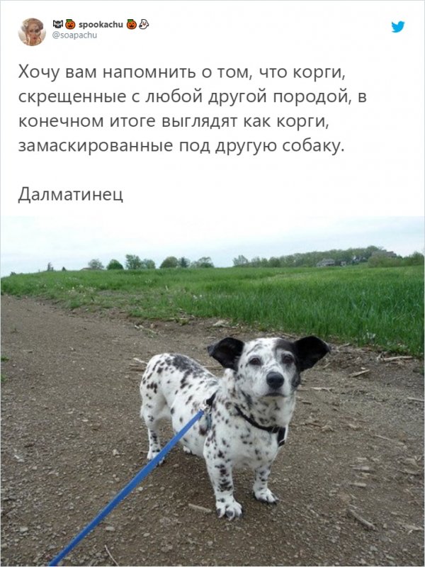 Корги бывают разные: как будут выглядеть собаки разных пород (20 фото)