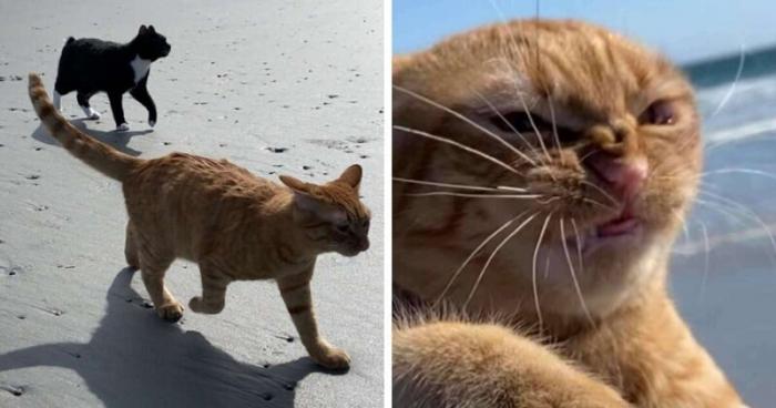 Рыжый кот влюбил в себя людей (12 фото)