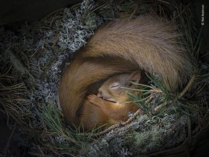 Завораживающие фотографии дикой природы (13 фото)