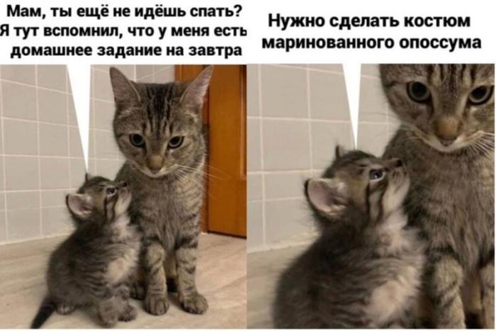 Смешные мемы с котами, которые поднимут вам настроение (21 фото)