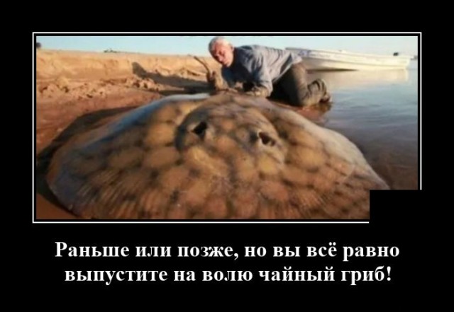 Демотиваторы (20 фото)