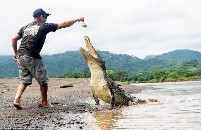 Бесстрашный гид кормит с рук диких крокодилов (17 фото)