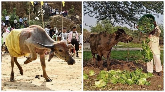 Пьяные буйволы подвели индийских самогонщиков под монастырь (2 фото)