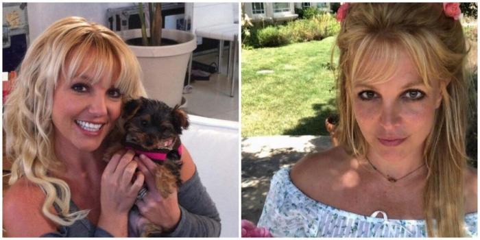Домработница Бритни Спирс попыталась забрать у неё собак, которые страдали от обезвоживания (2 фото)