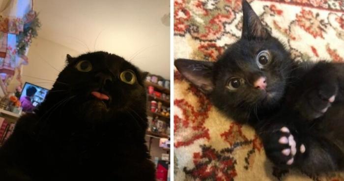 16 кадров, которые доказывают, что чёрные котики приносят радость и умиление (16 фото)